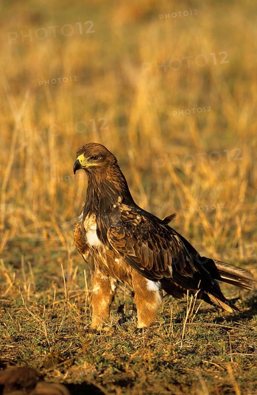 Tawny Eagle