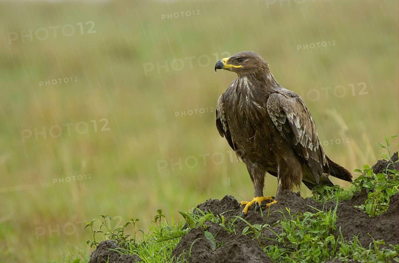 African tawny eagle