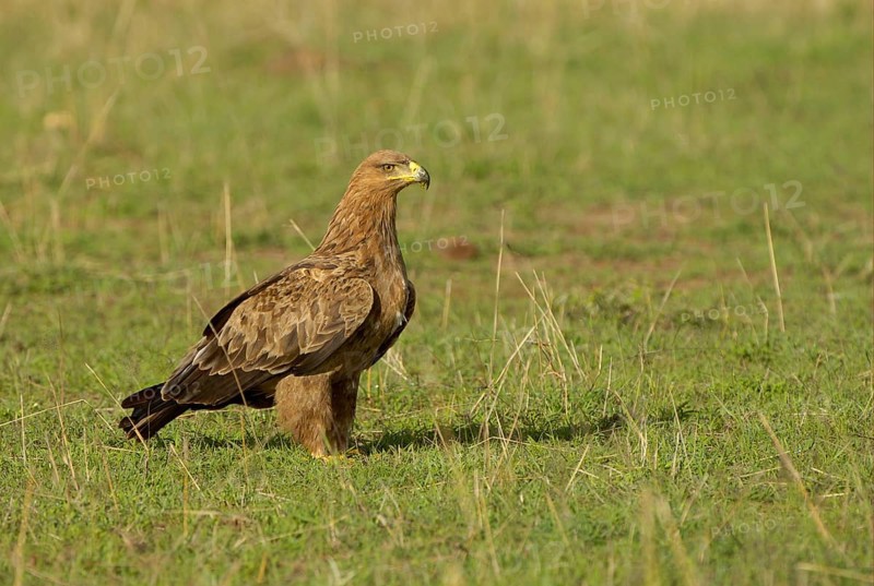 African tawny eagle