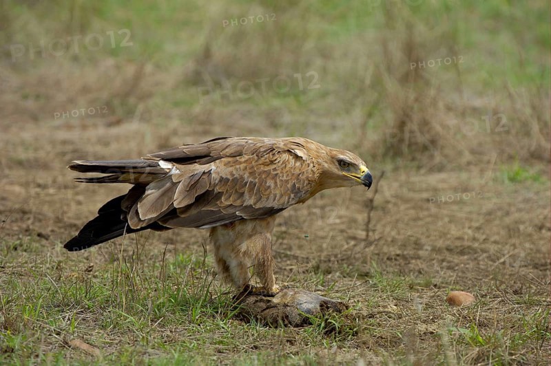 Adult African tawny eagle