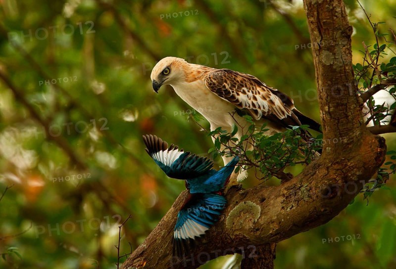 Variable Bonelli's Eagle
