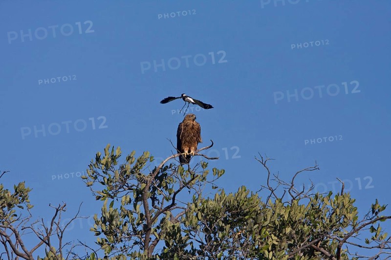 Tawny Eagle is mobbed by Blacksmith Plover