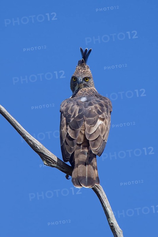 Mutable Bonelli's Eagle