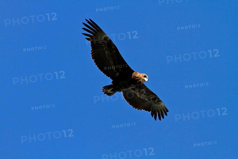 Immature Bateleur Eagle in Flight