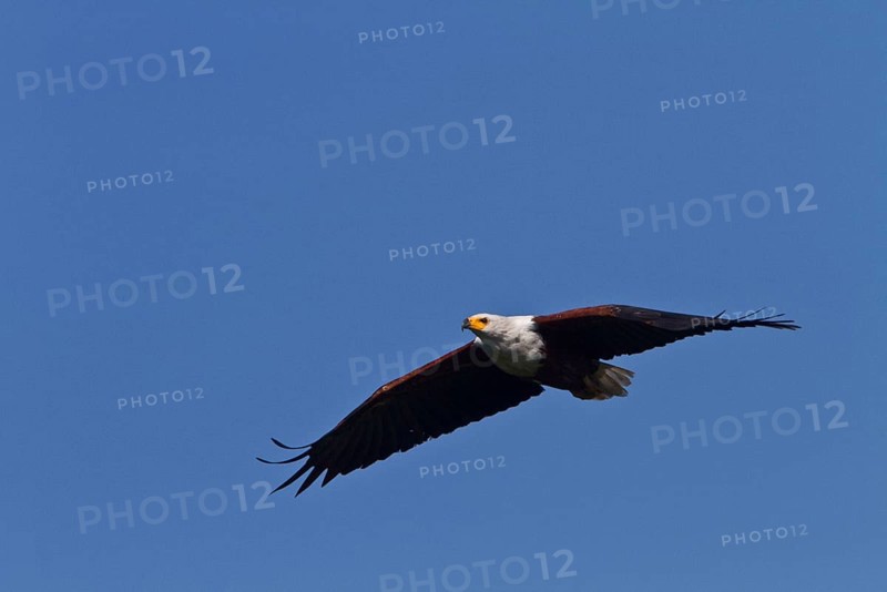 African Fish Eagle