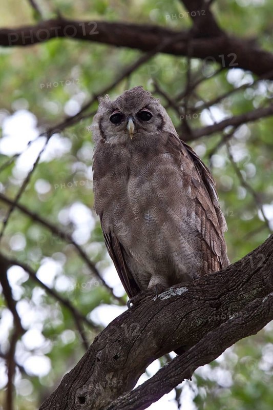 Milk Owl