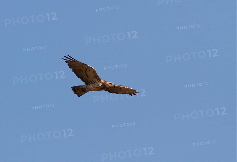 Short-footed eagle in flight. Coto Donana