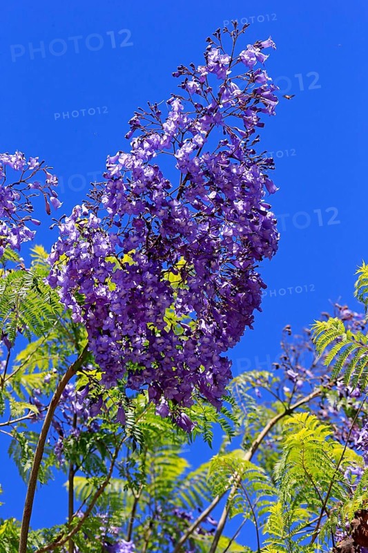 Rosewood tree