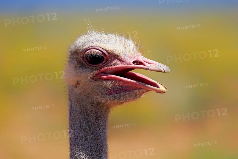 South african ostrich