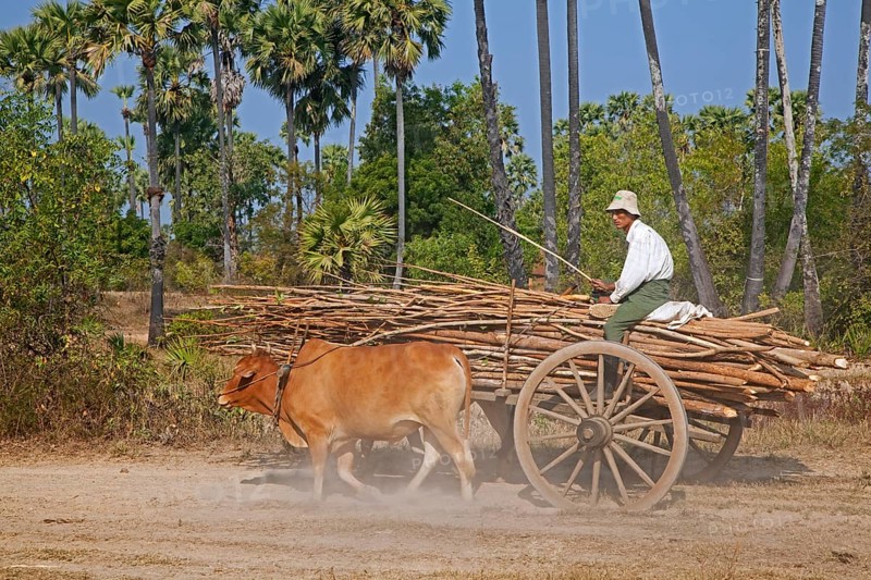 Wooden cart loaded with wood