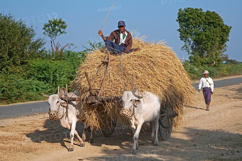 Wooden cart heavily loaded with hay