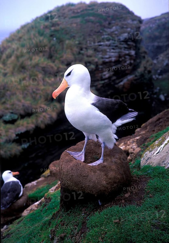 Black-browed Albatross