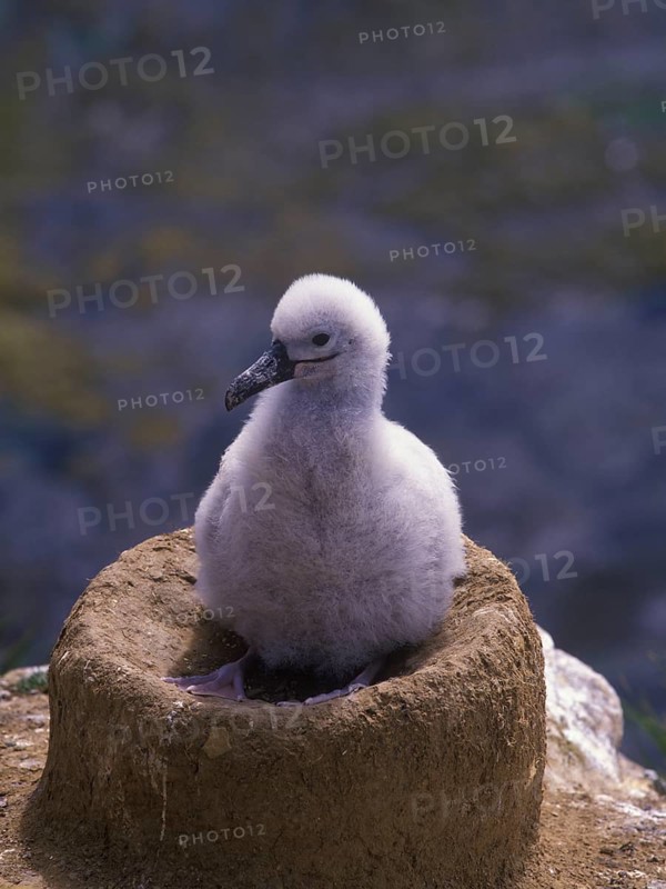 Black-browed Albatross