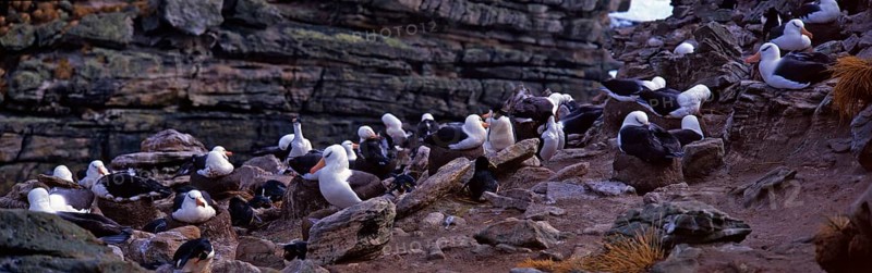 Black-browed Albatross