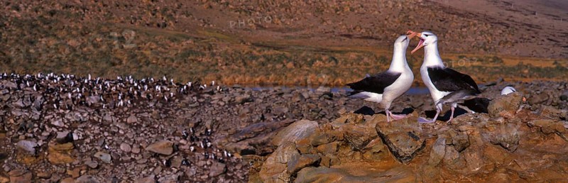 Black-browed Albatross