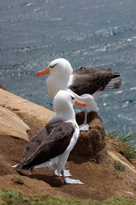 Albatross