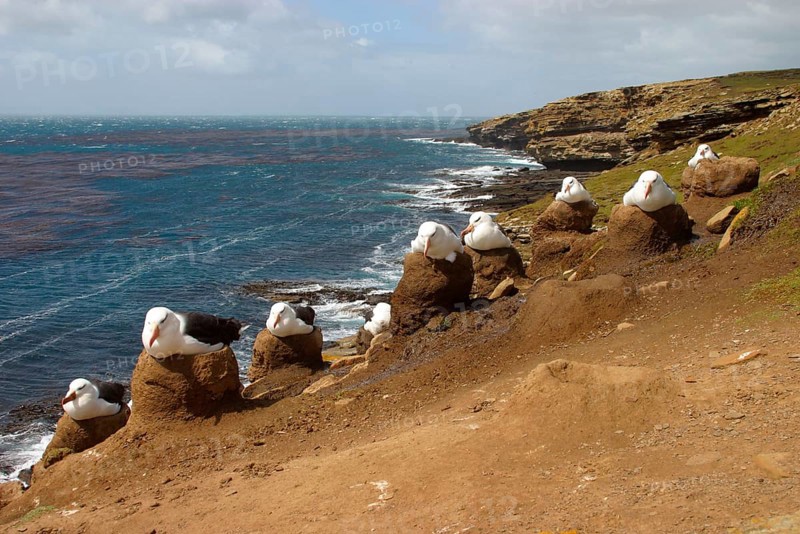 Black-browed albatross