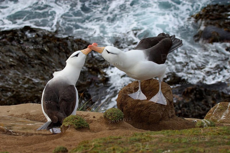 Black-browed Albatross