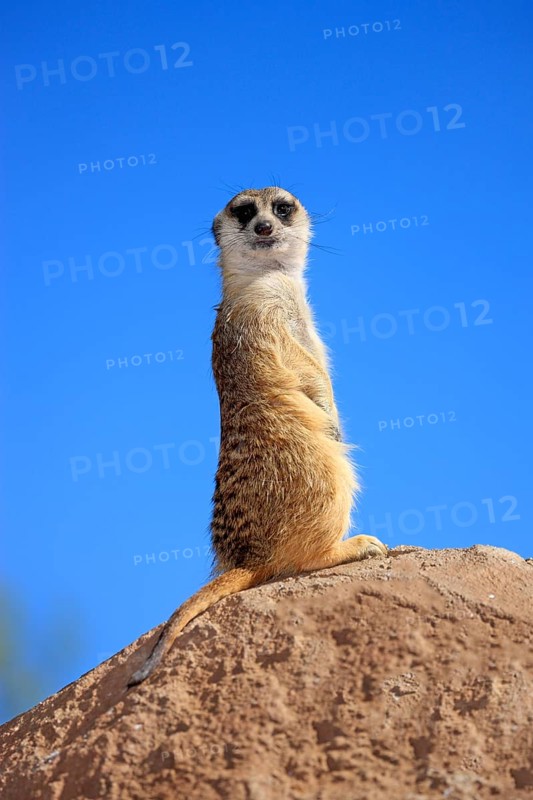 Suricate