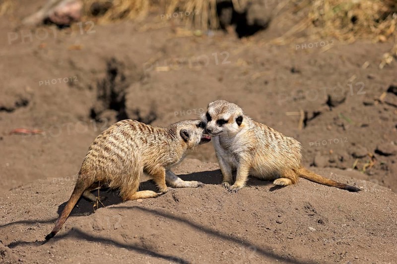 Suricate