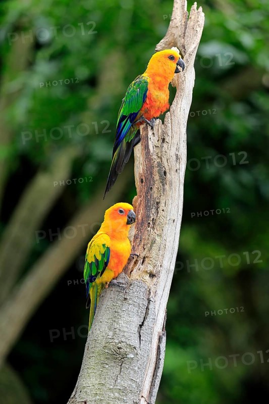 Jendaya Parakeet and Sun Conure