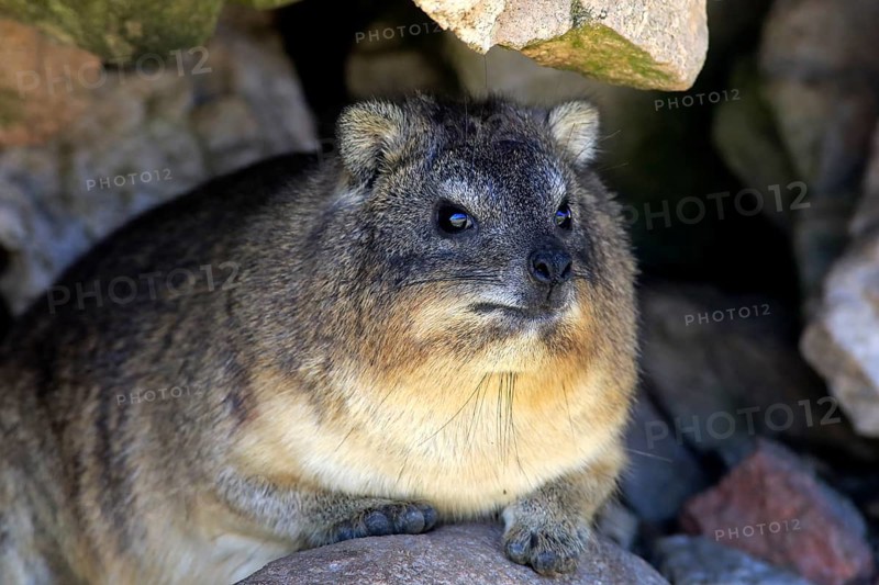 Rock Dassie