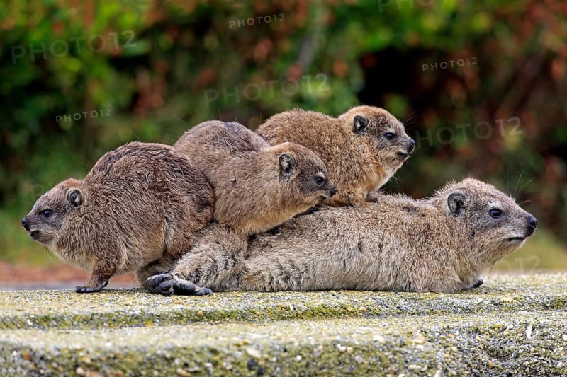 Rock Dassie