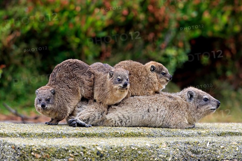 Rock Dassie