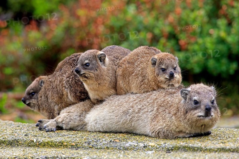Rock Dassie