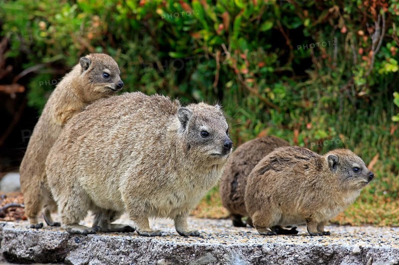 Rock Dassie