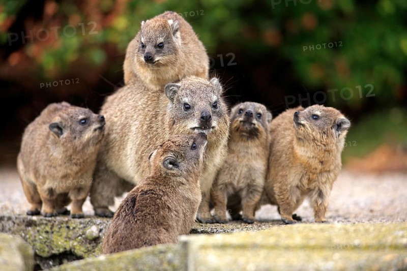 Rock Dassie