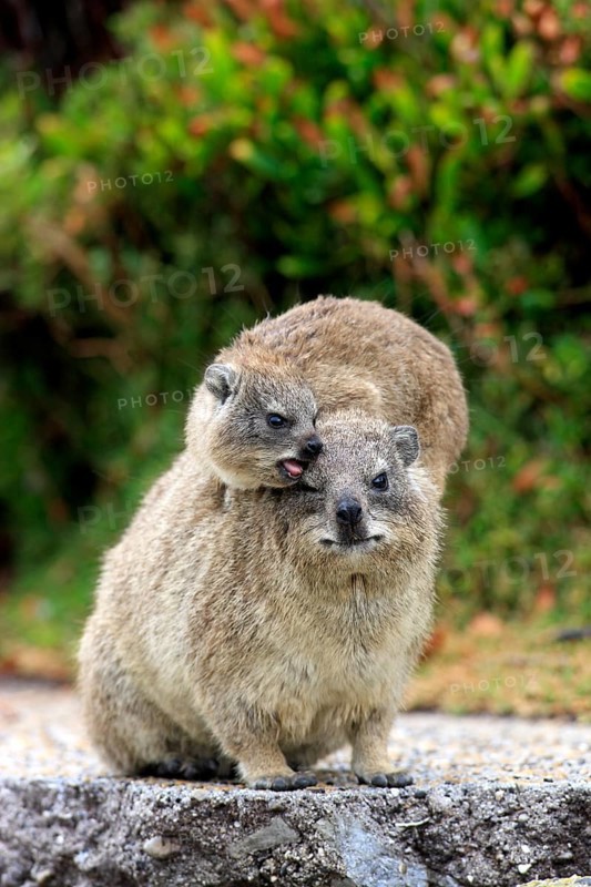 Rock Dassie