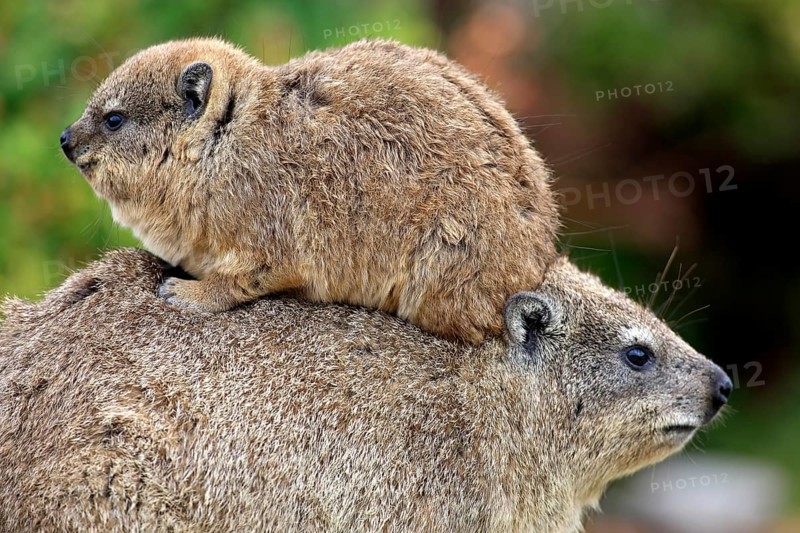 Rock Dassie