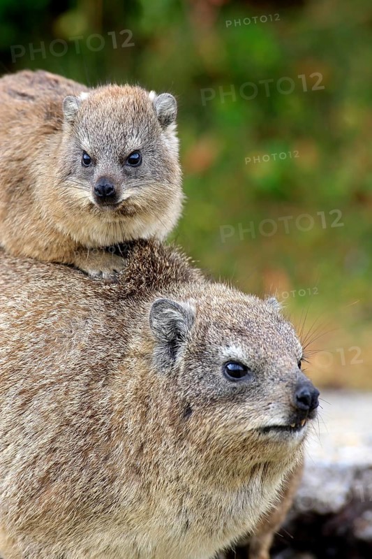 Rock Dassie