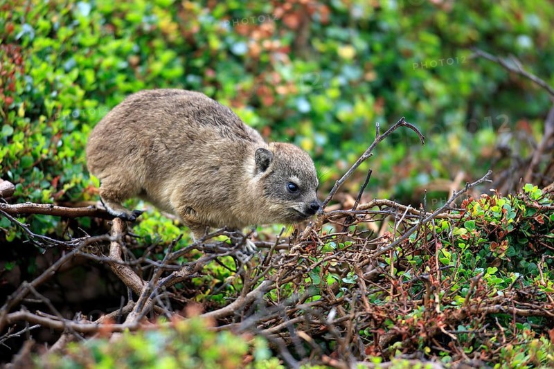 Rock Dassie