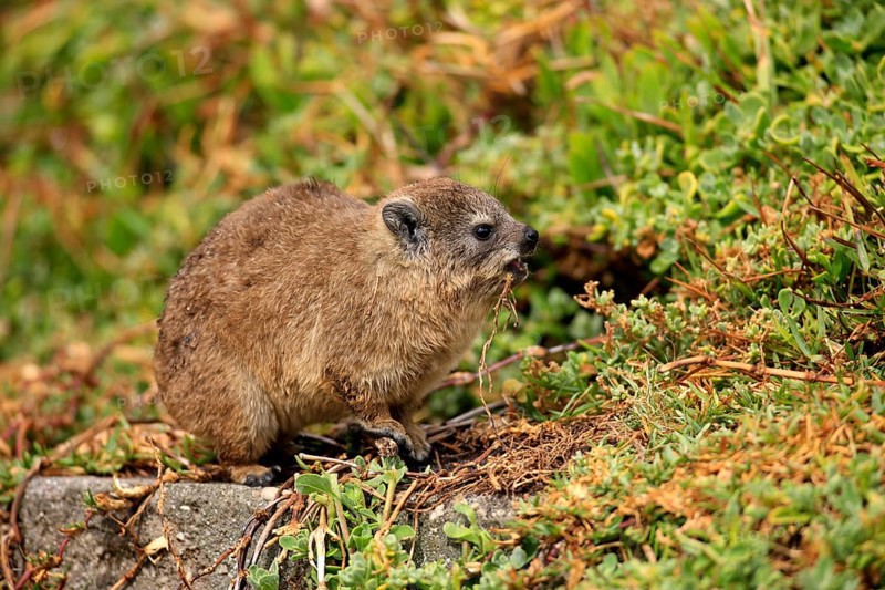 Rock Dassie