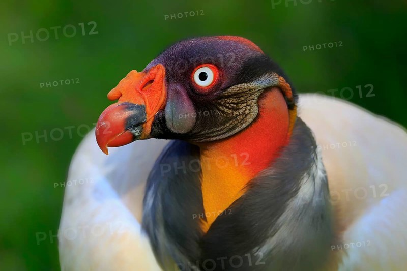 King vulture
