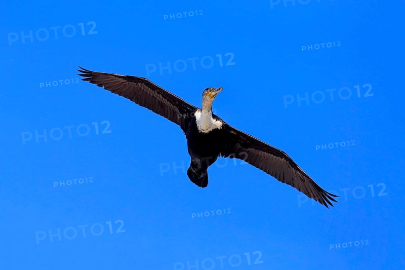 White breasted Cormorant