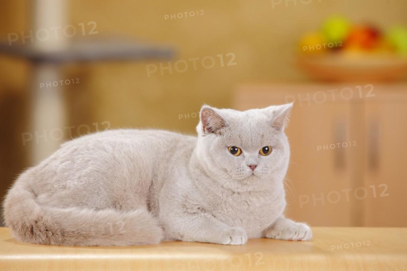 British shorthair cat