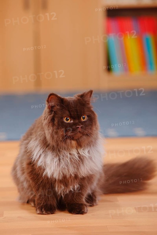 British longhair cat