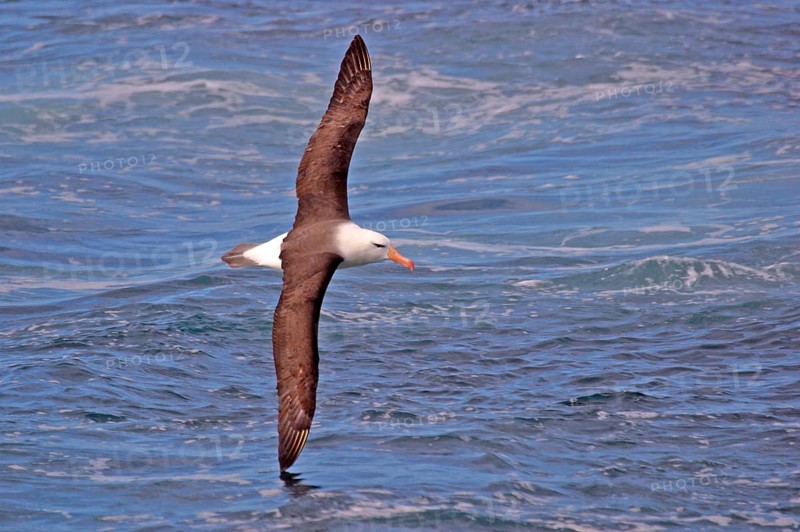 Black-browed Albatross DIOMEDEA MELANPHORIS Flies
