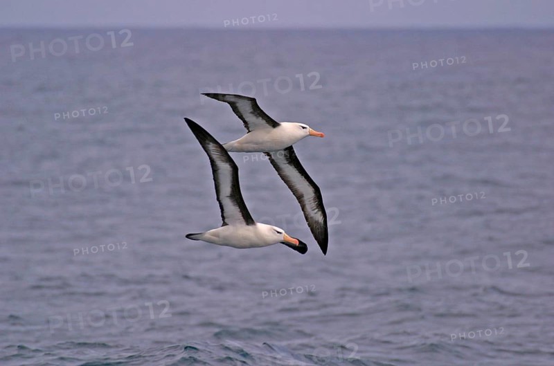 Black-browed Albatross DIOMEDEA MELANPHORIS Two birds flying in Antarctica