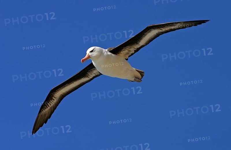 Adult black-browed albatross