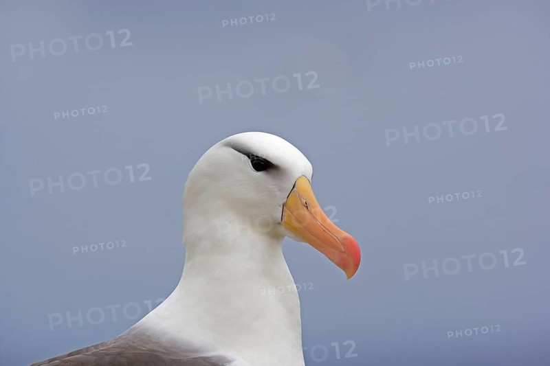 Adult black-browed albatross