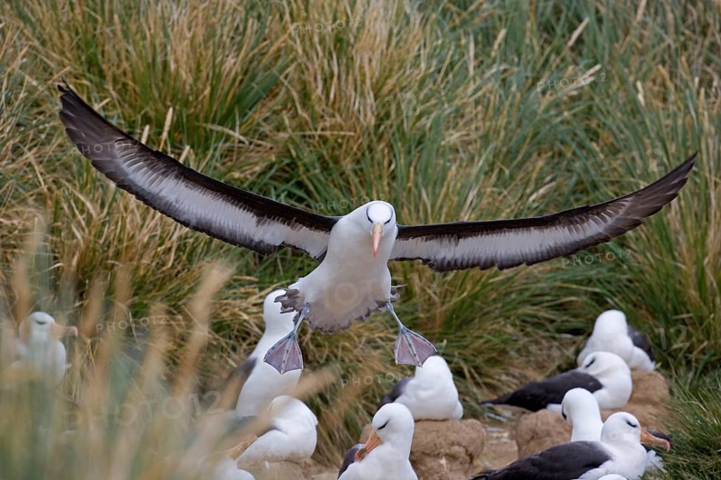 Adult black-browed albatross