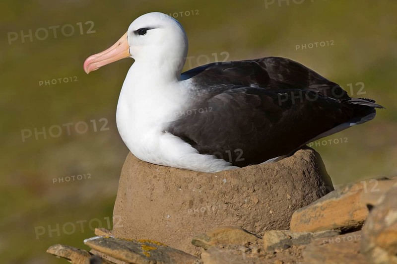 Adult Black-browed Albatross