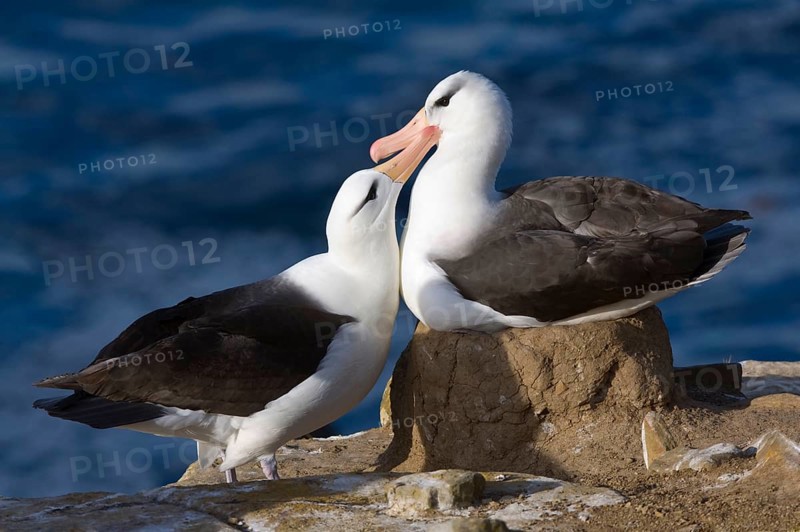 Adult pair of Black-browed Albatrosses
