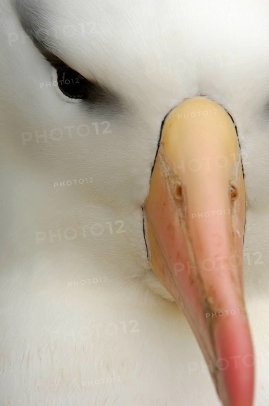 Adult black-browed albatross