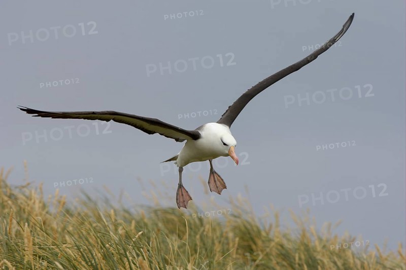 Adult black-browed albatross