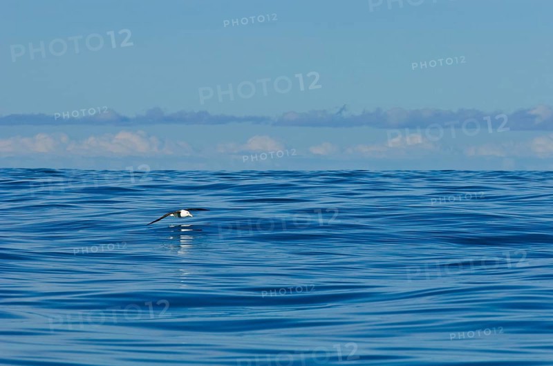 Subantarctic black-browed albatross